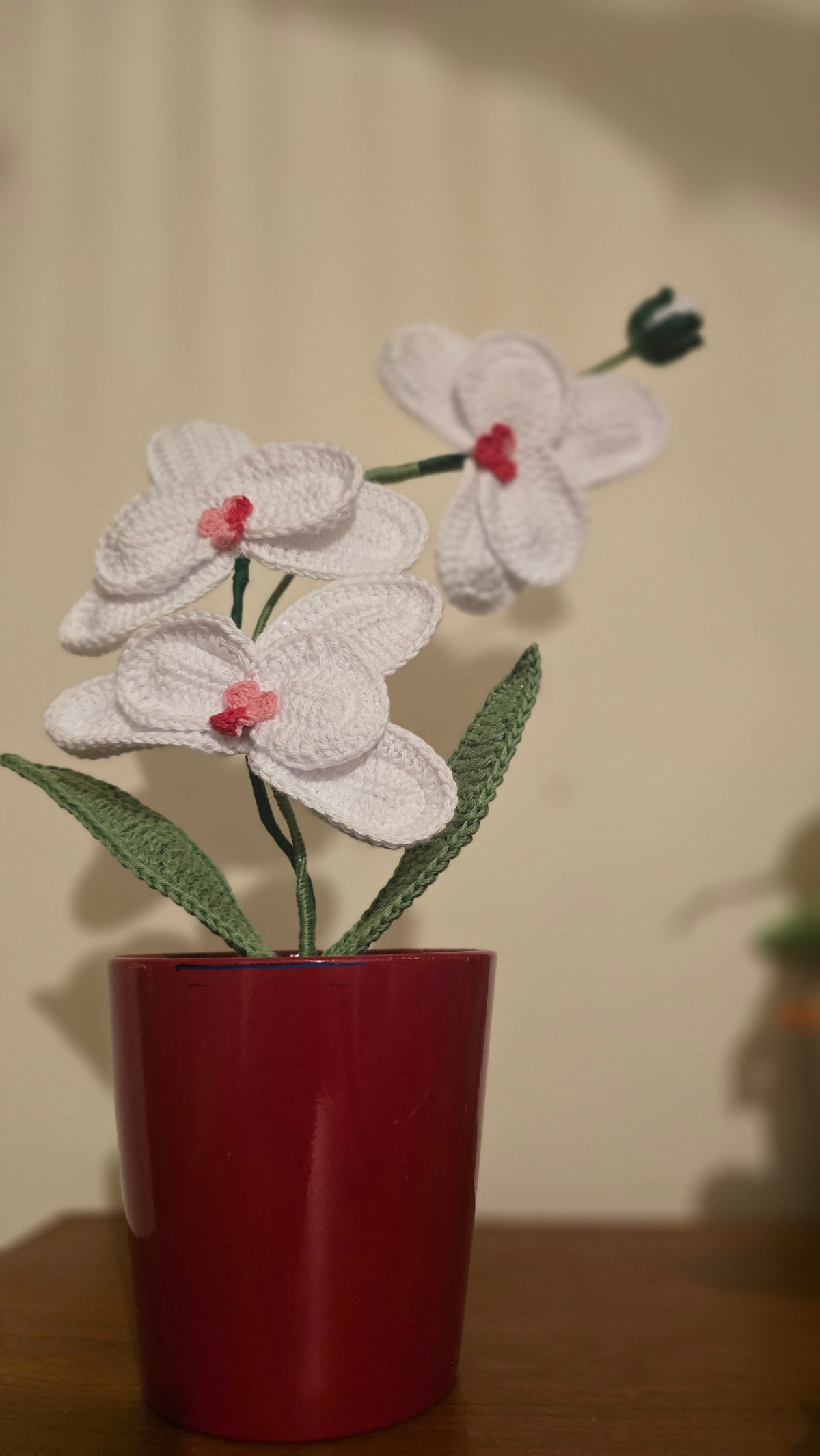 Orquídea Amor Eterno
