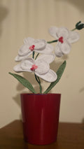 Orquídea Amor Eterno