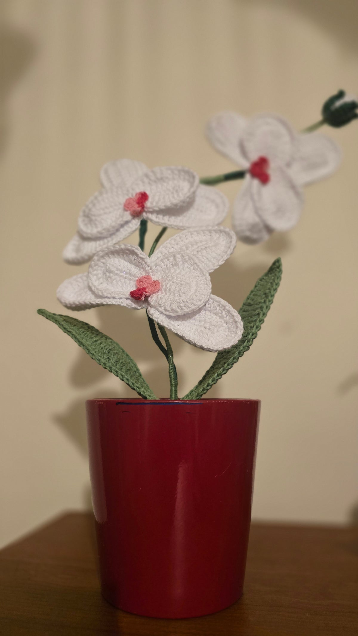 Orquídea Amor Eterno