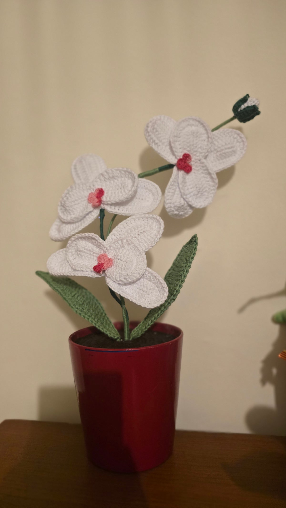 Orquídea Amor Eterno