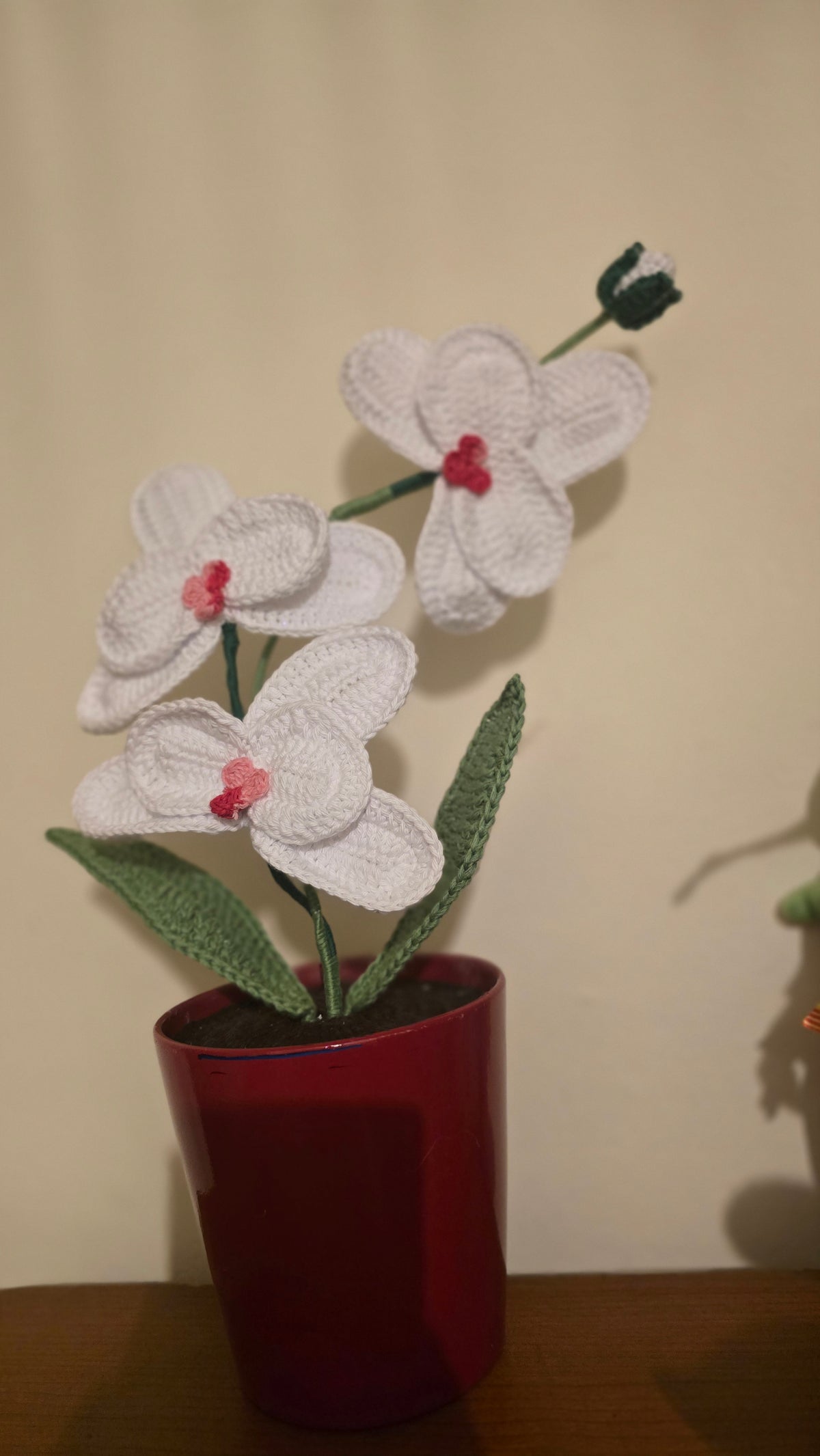 Orquídea Amor Eterno